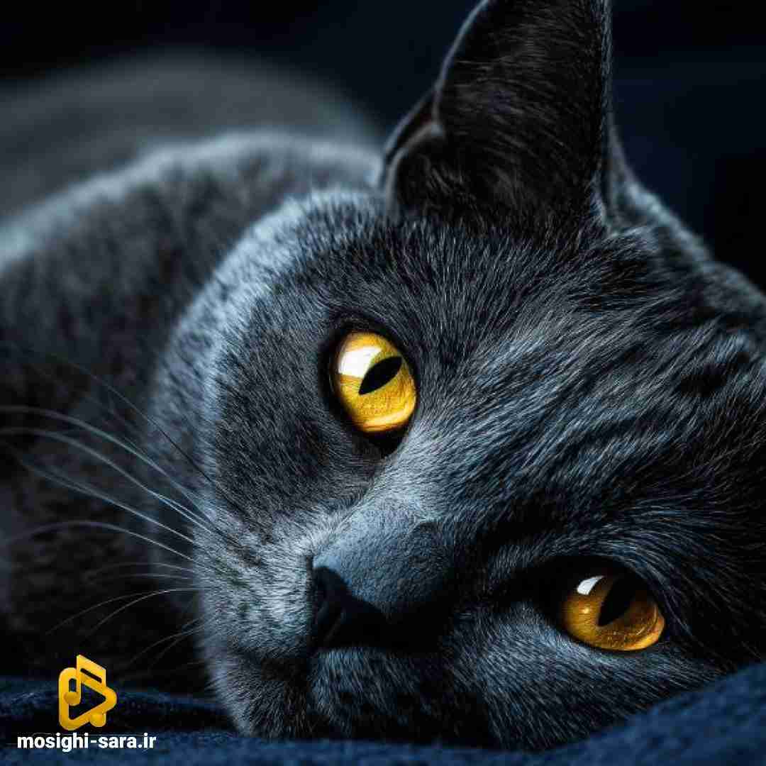  برو دیگه مردی برا من باشه اصلا بردی