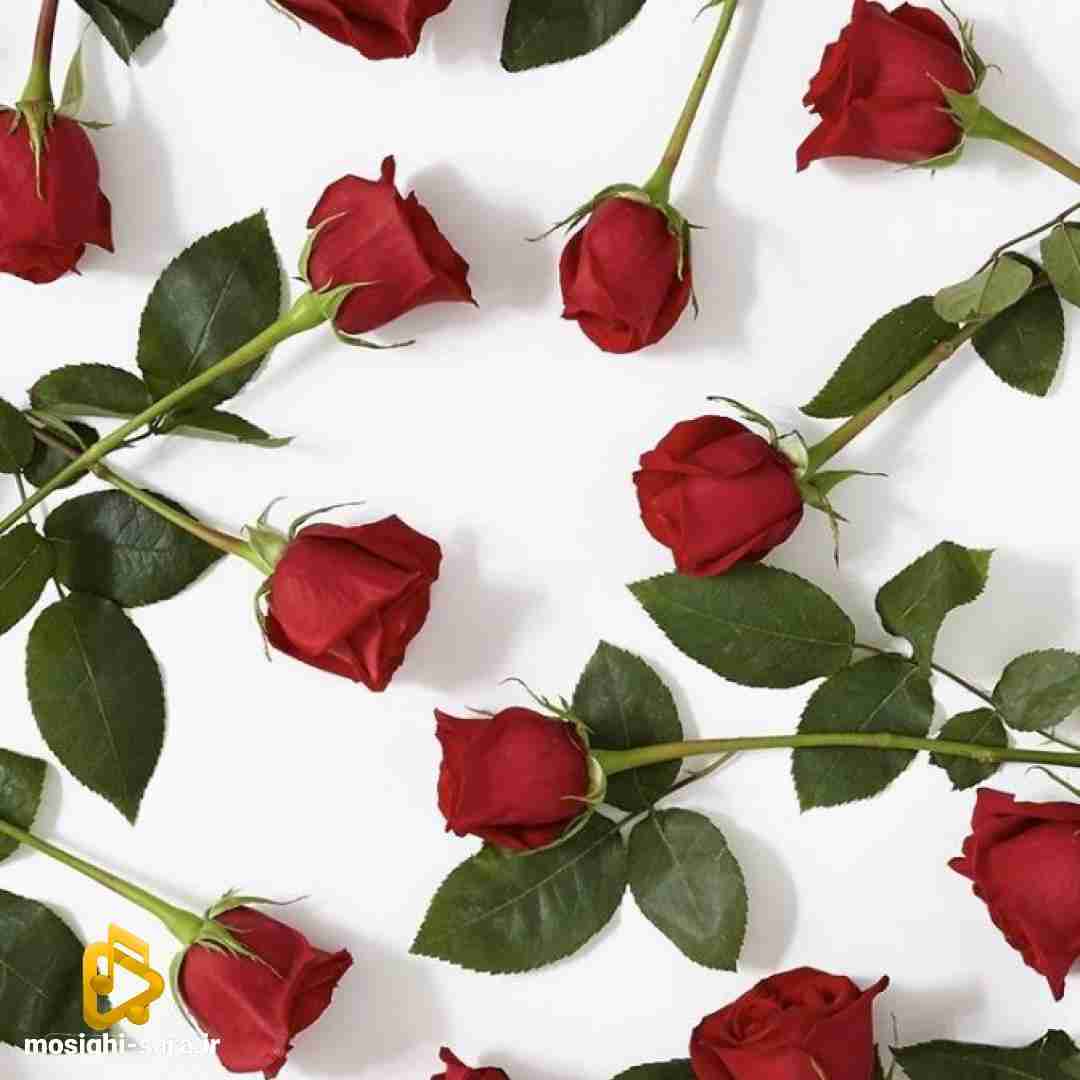 دخترت شده دختر کی قلبمو فروختی