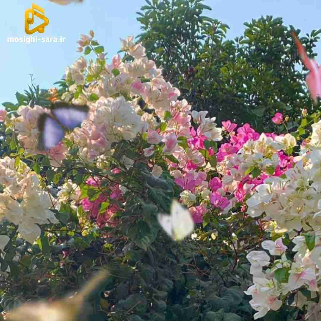 این یکی تموم شه میگم بیاد یه دونه دیگه