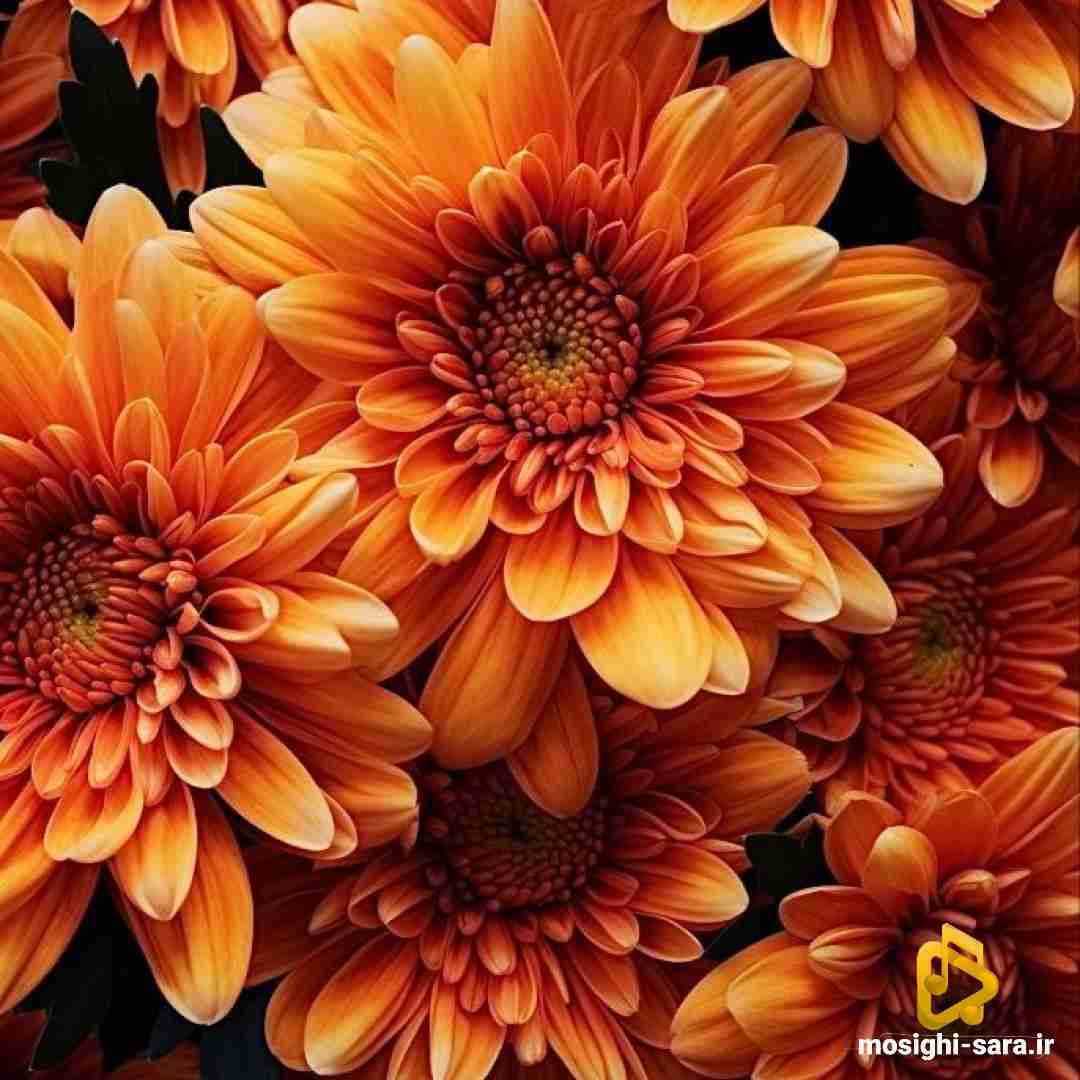 دانلود آهنگ قرار بود بکشیم مثل پروانه پر کی بود