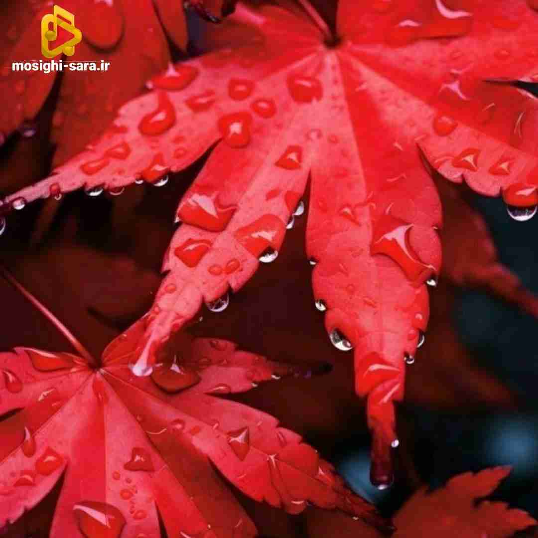  بریم با هم بدون تو هوا دلگیره اینجا شب