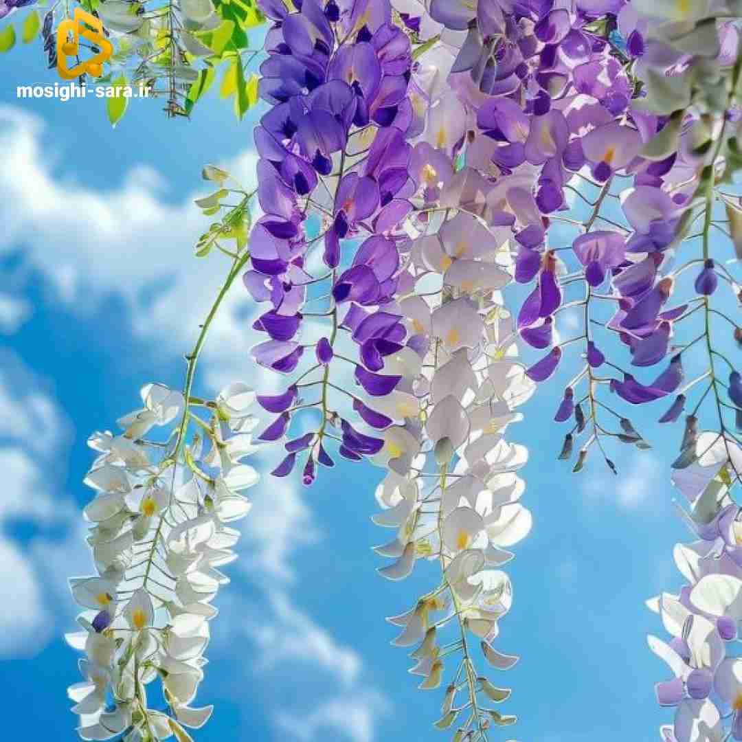 نمیدونم با کدوم موتوری پیکت رفت