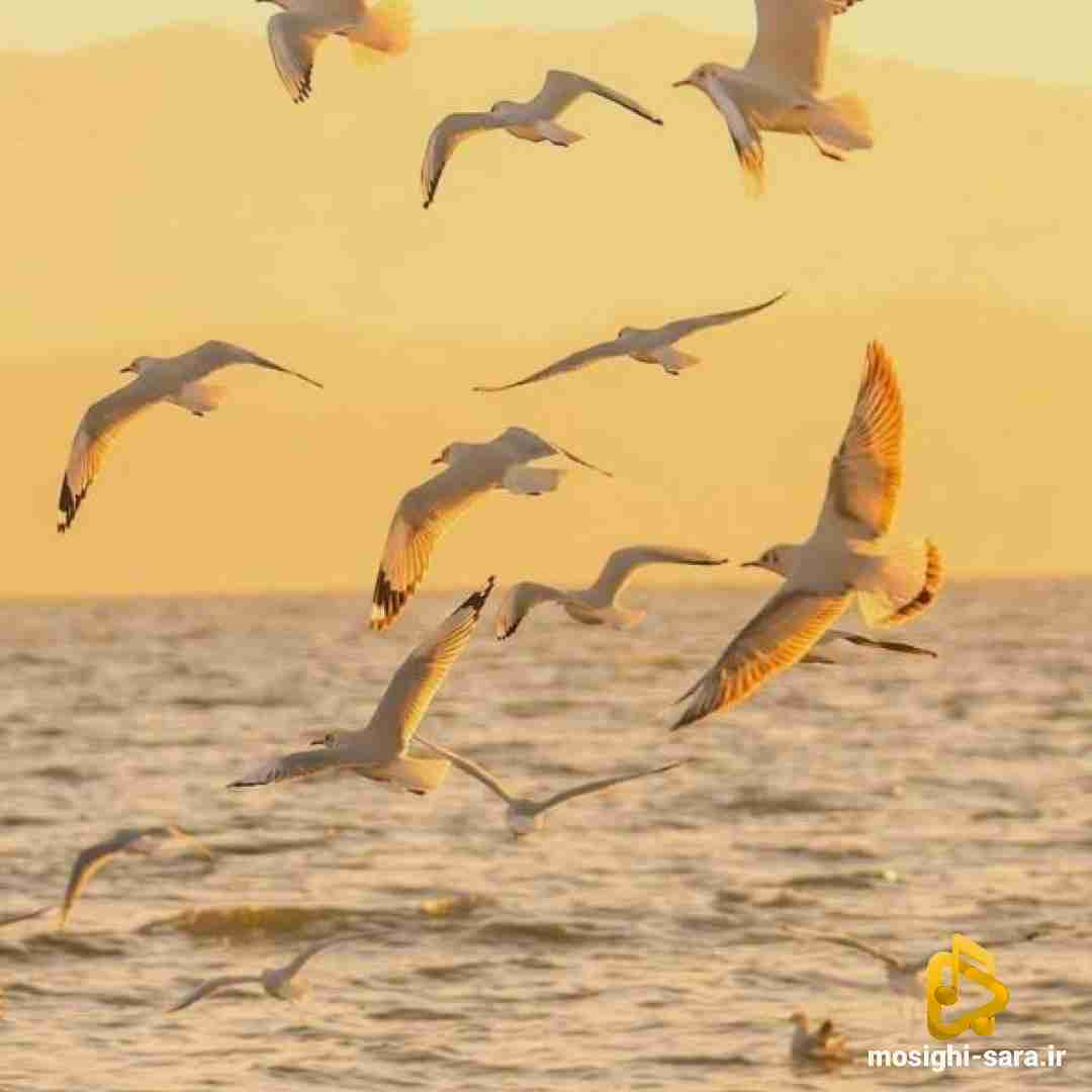  تو جدی منو نخواستی بی تو نابوده یار