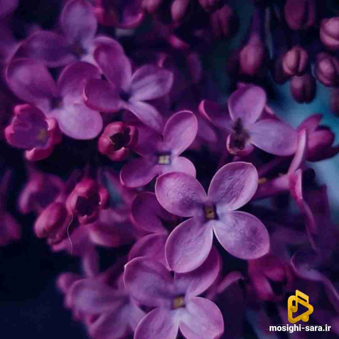  کارم دیگه گذشته از خشاب قرص میخوام
