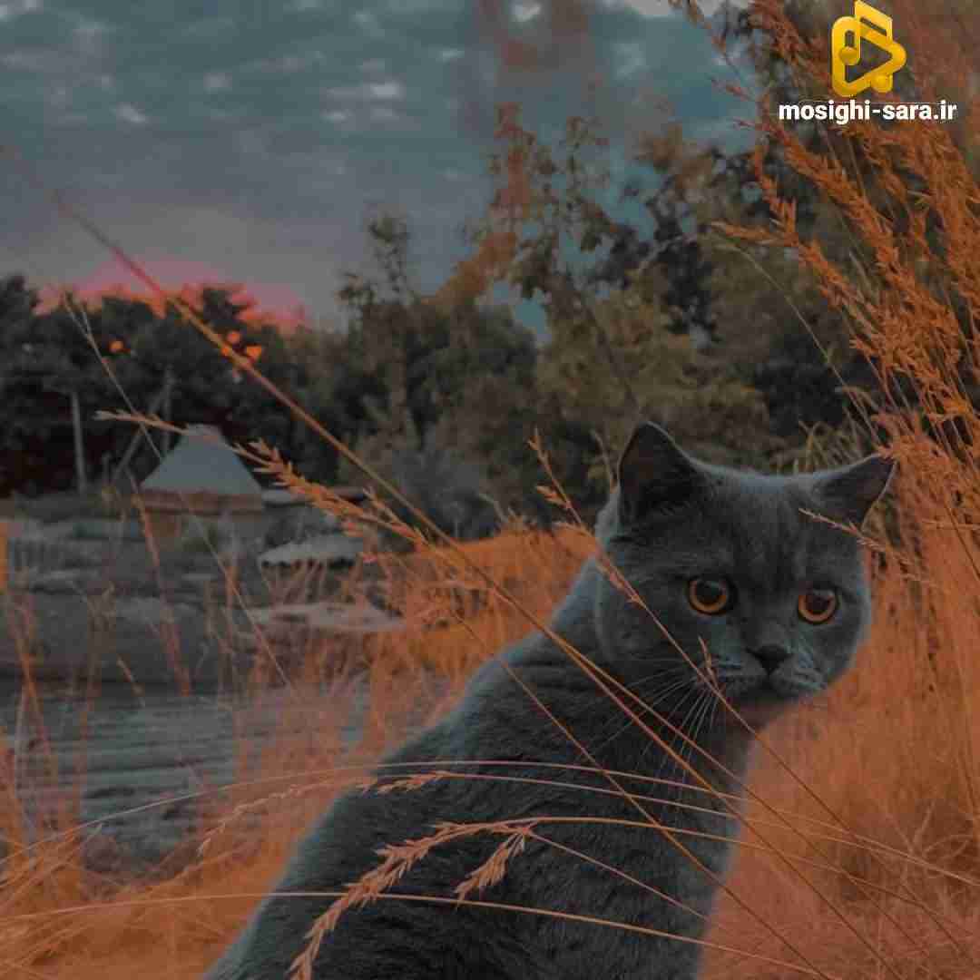 یک ماه نزدم شدم پسر خوب کوچمون