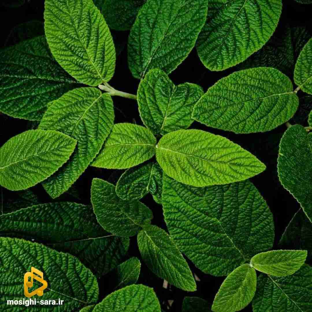 کوچه ها غرق خون خدارو صدا میزنن