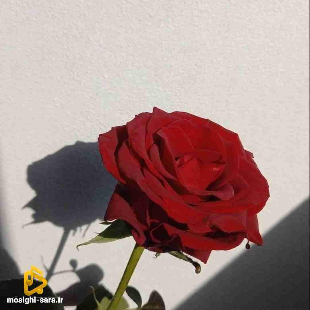  از همشون تا بیخ کندم چون هر کی اومد