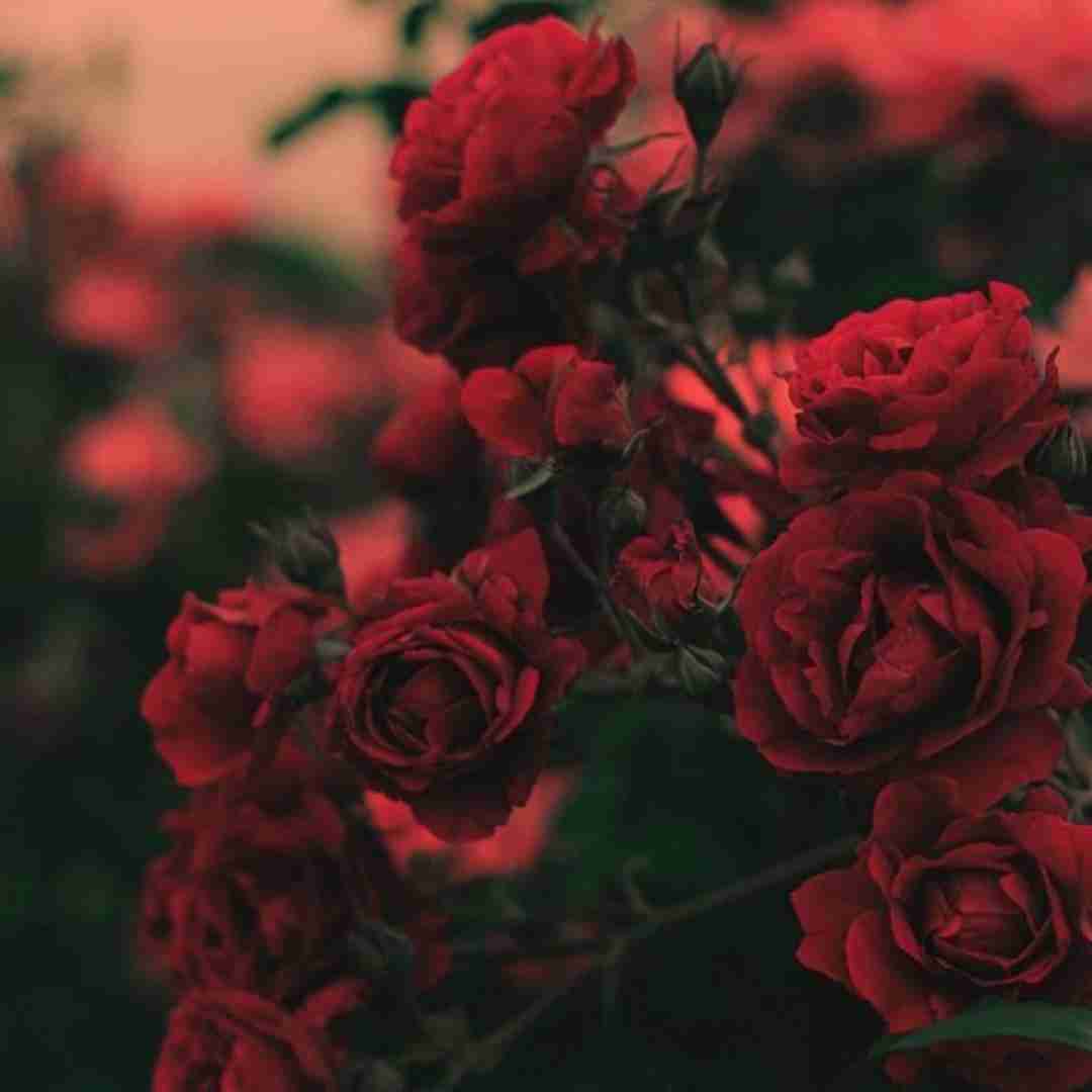 دانلود ریمیکس نمیخوام همه تو دلاشون جا بدن منو دیگه