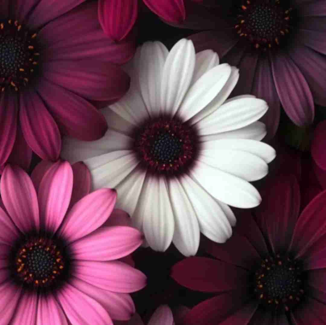 آره تو موهات بلنده زیباست کلی شیک