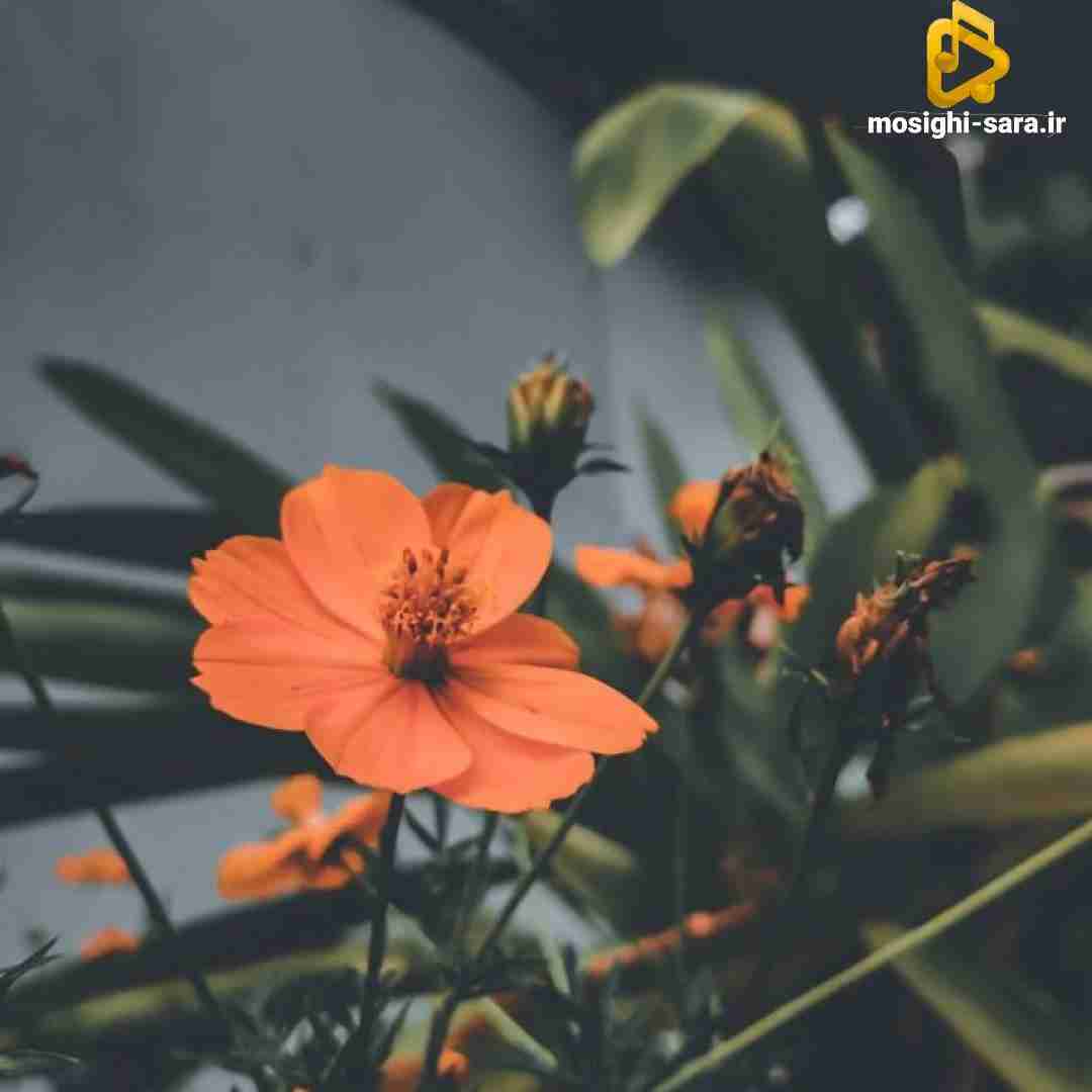 بگی برو دیگه نمیبینمت یکی دیگه شدی