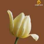 باور نکردی رسیدم هر طور واسه من شیرینه باور نکردی رسیدم هر طور واسه من شیرینه