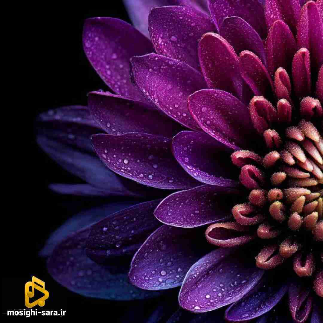 دانلود آهنگ موج دریا زده را تنگه ی ساحل قفس است