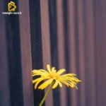 دست زمونه بی مه و تو از هم جدا ایکه با صدای زن