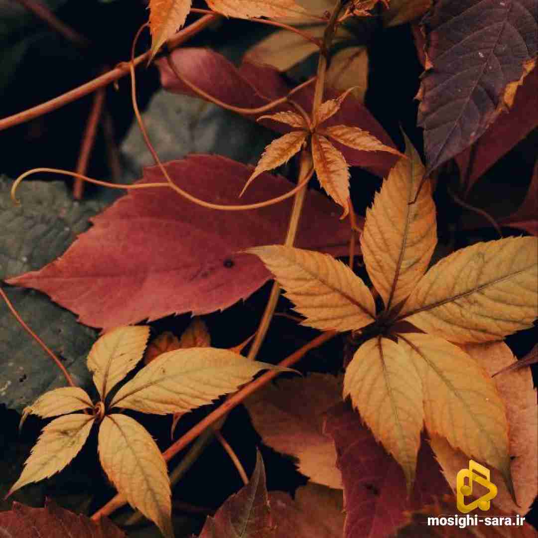 سر اینکه حرفاشو کم کنم گوش مجبورم