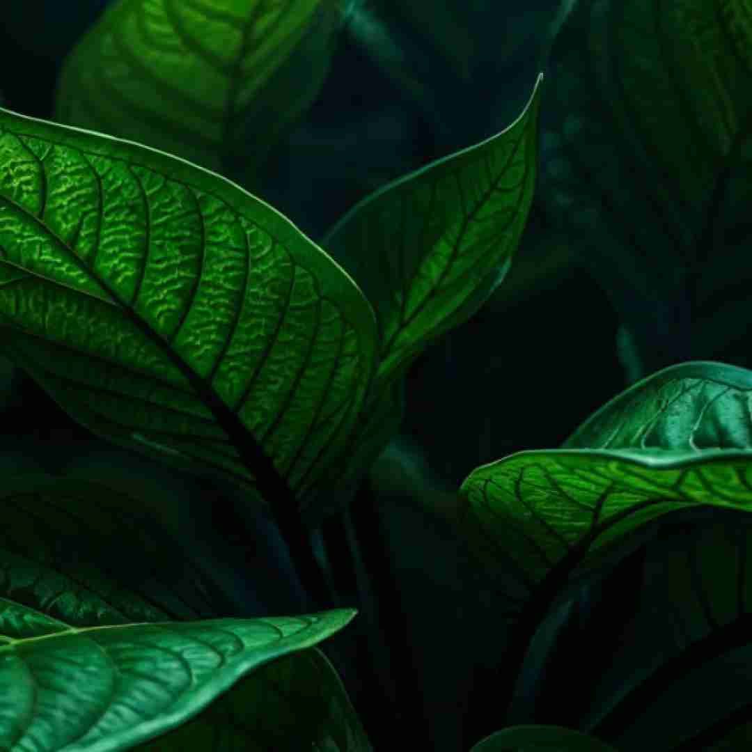 میرم چون وقتمون تمومه جواب نیست