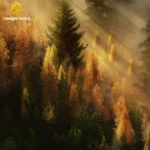 تو اونجایی من اینجا هنوزم به تو وصلم