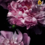 دانلود آهنگ جدید حرفاتون همش کنتر به کسی که پا هدفشه دانلود آهنگ جدید حرفاتون همش کنتر به کسی که پا هدفشه