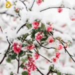 دانلود ریمیکس جدید ولی دلم برات تنگ شده برگرد بیا پاشو برگرد