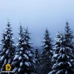 شیطون و بلایی عیار بالا طلایی تو نقاشی شیطون و بلایی عیار بالا طلایی تو نقاشی