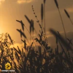 رو تنم جا مونده ردت باورم شد چرا حرفت