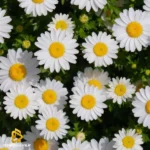 تو بغلت غرقم کن و نمونده برام کسی جز تو